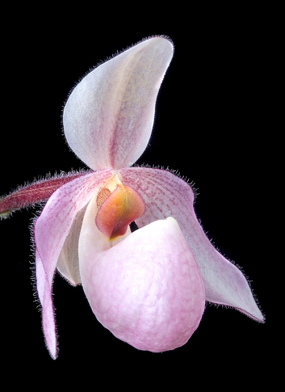 Hybrid Orchid