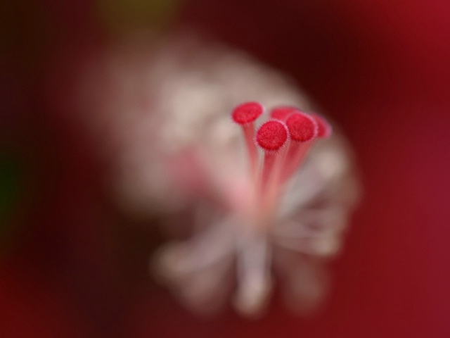 Hibiscus Detail
