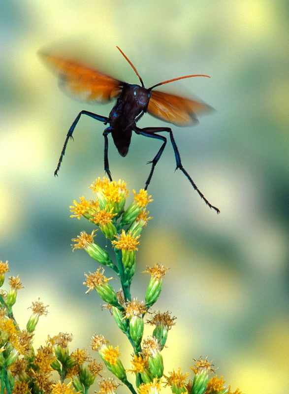 Tarantula Hawk Wasp