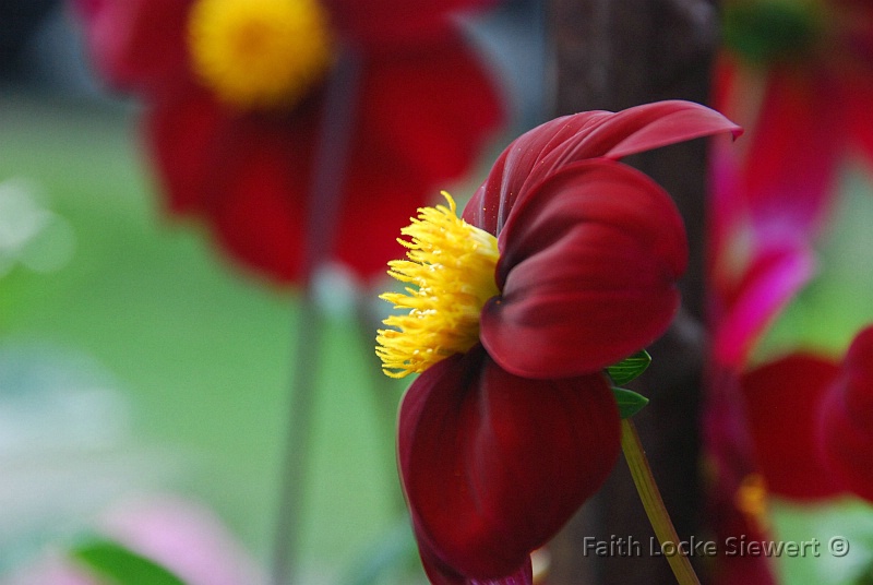 Scarlet O'Flower