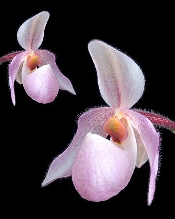 Paphiopedilum Orchid Hybrid