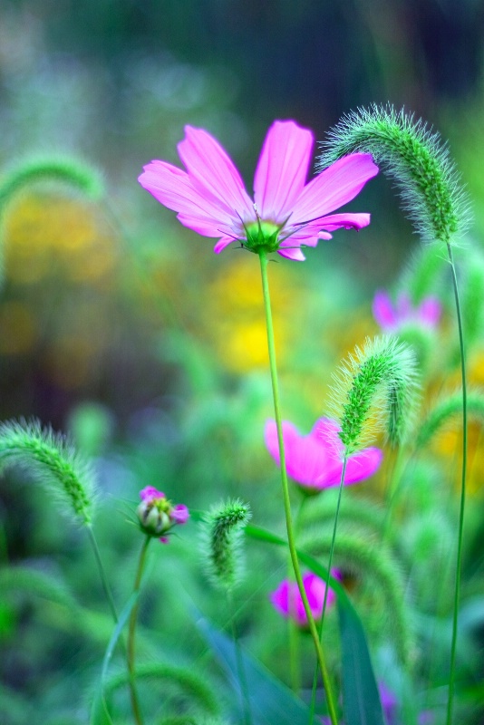 end of summer blossoms