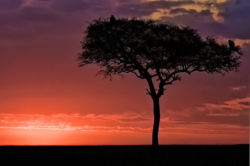 Masai Mara Sunrise