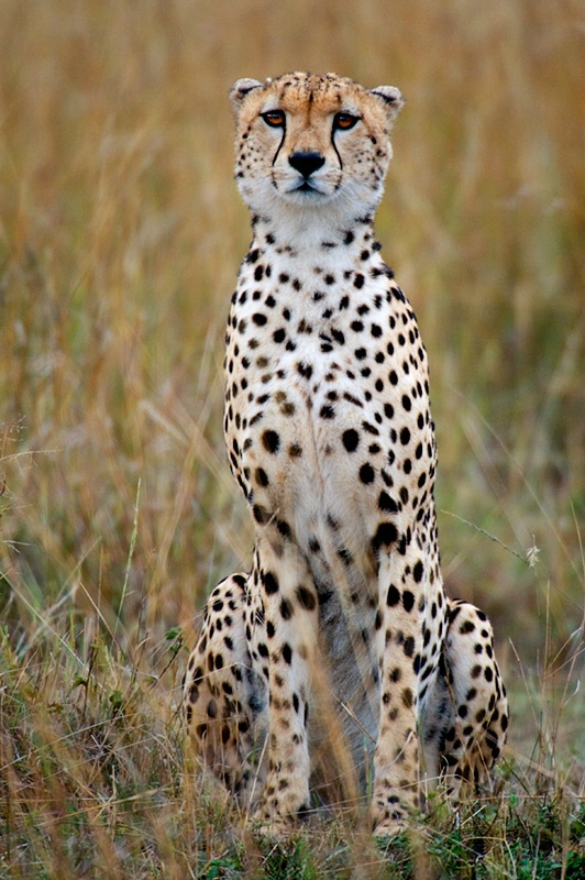 Masai Mara Treasure