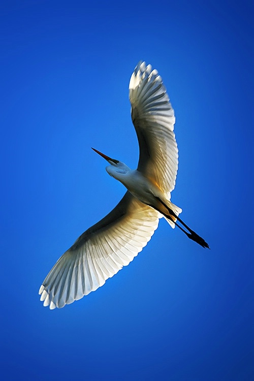 Flight of the Great White Heron