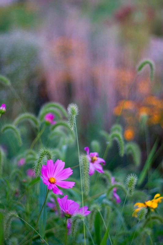 More Wild Flowers