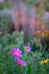 More Wild Flowers