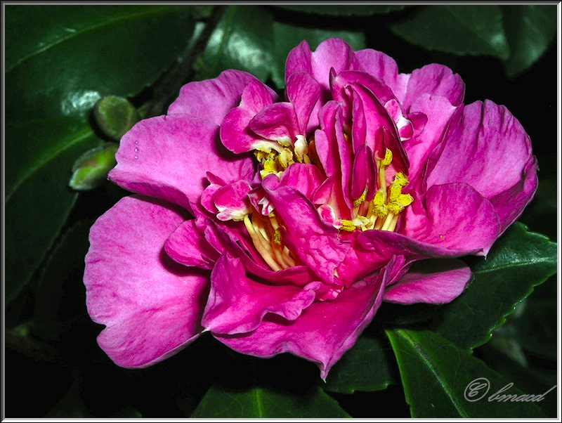 Pink Camellia