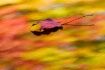 Ribbons Of Autumn