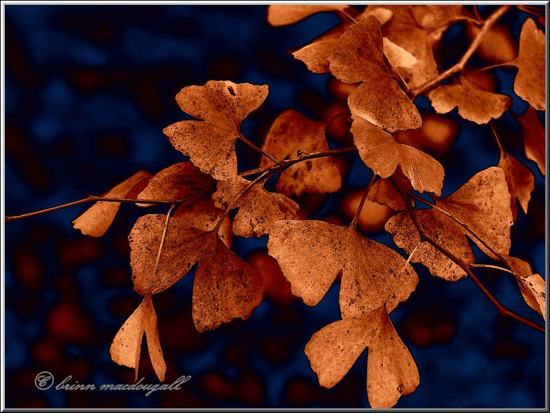 Ginkgo in Fall Colors