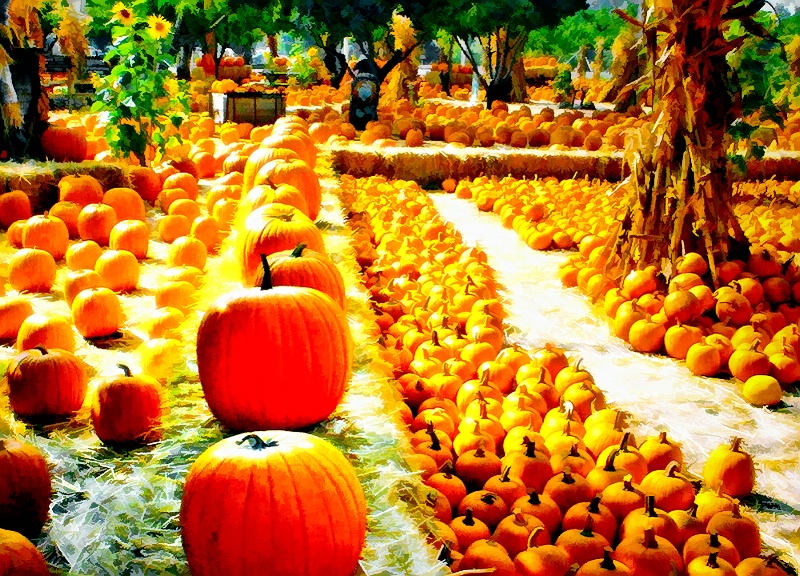 Pick me!  Pick me!  (Pumpkin Exhibitionists)
