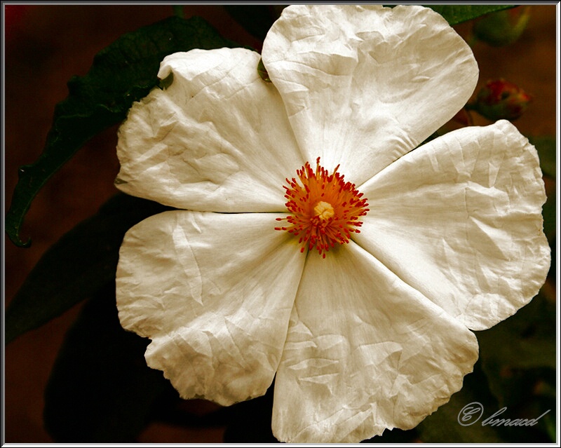 Golden Anemone