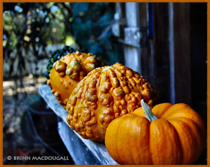 Pumpkins in Scary Places