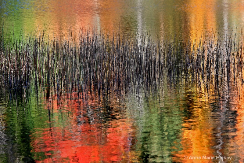 Reeds in Fall Color