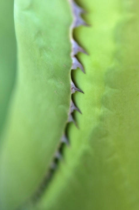 agave