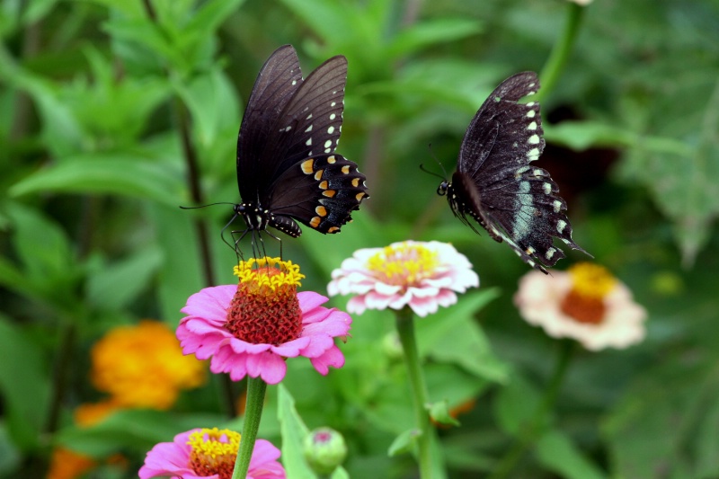 Dancing Butteflies! - ID: 7349350 © Farrin Manian
