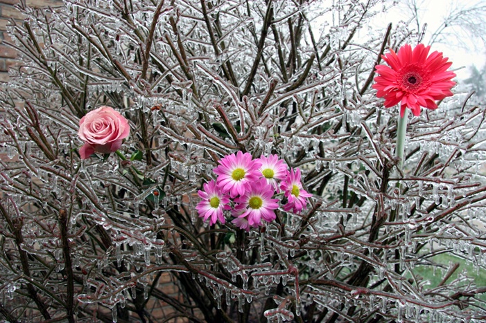 Winter Bouquet - ID: 7349423 © Farrin Manian