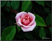 Sweet Rose