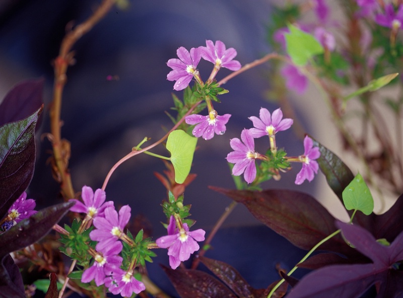 Unnoticed beauty - ID: 7354892 © Farrin Manian