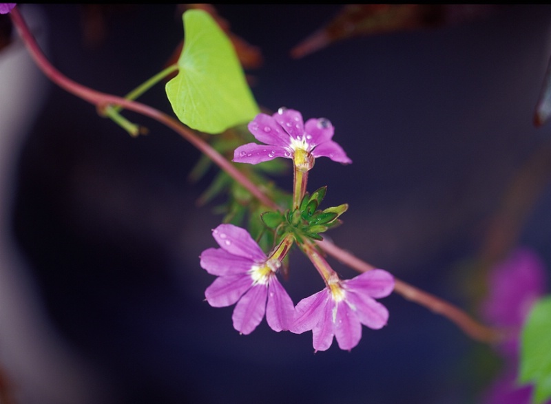 Unnoticed beauty2 - ID: 7354894 © Farrin Manian