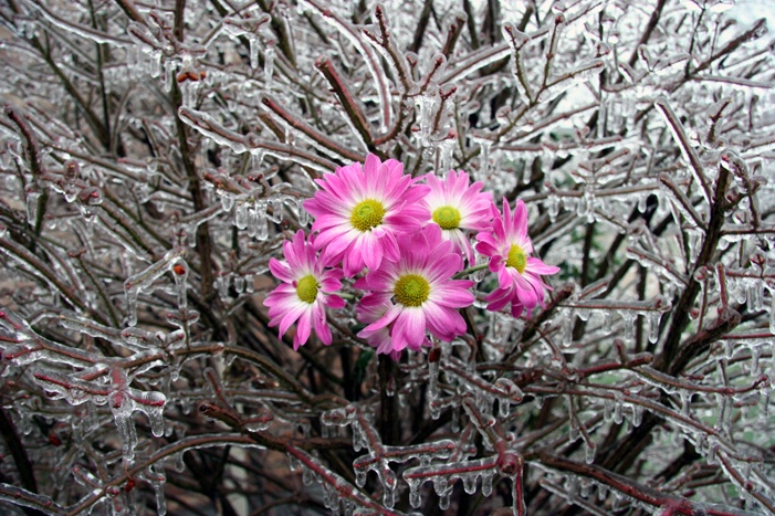 Winter Bouquet2 - ID: 7354896 © Farrin Manian