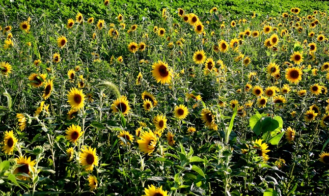 Sea of Sunflower - ID: 7354899 © Farrin Manian