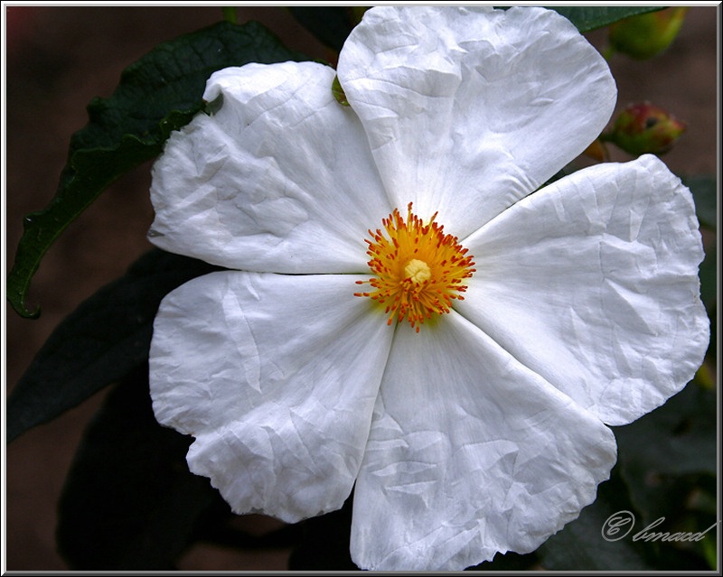 Paper White Anemone