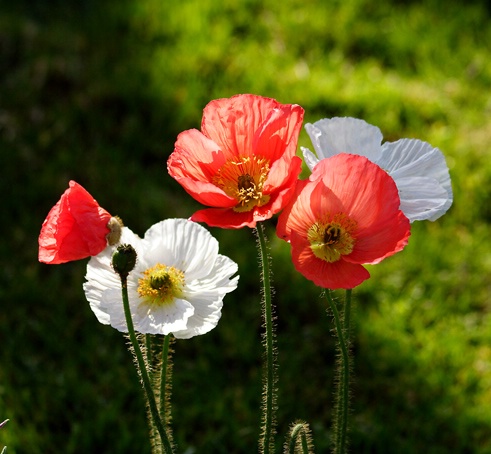 Proud Poppies - ID: 7363220 © Farrin Manian