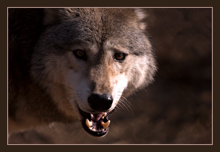 Timber Wolf - ID: 7382950 © William Greenan