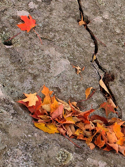 Autumn Textures