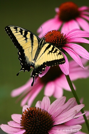 swallowtail butterfly on coneflower