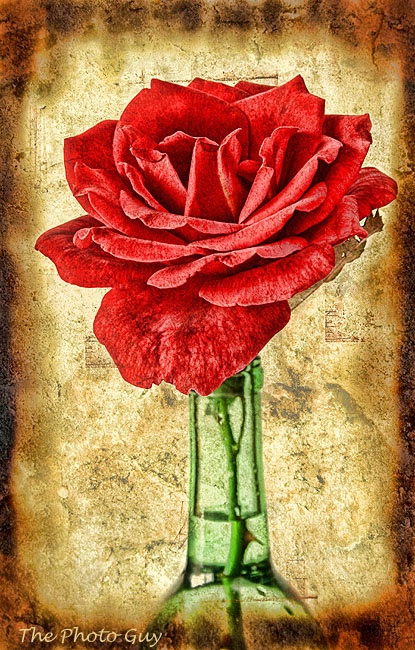Antique Rose