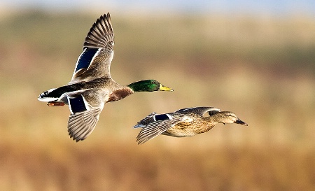 Mallard Pair