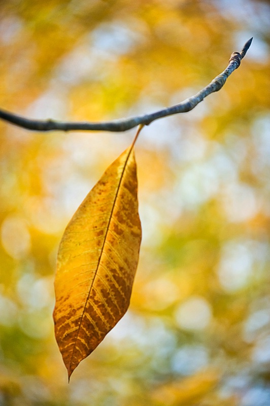 The Last Leaf