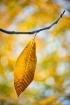 The Last Leaf