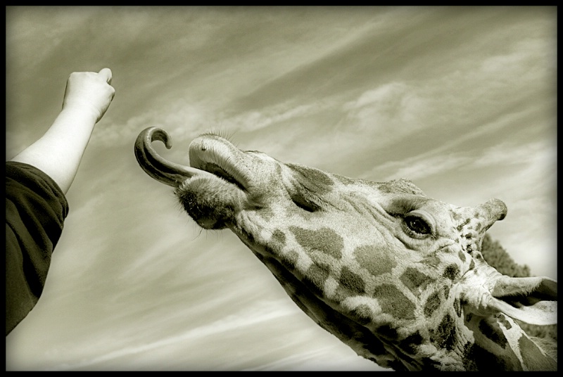 Baringo Giraffe Feeding