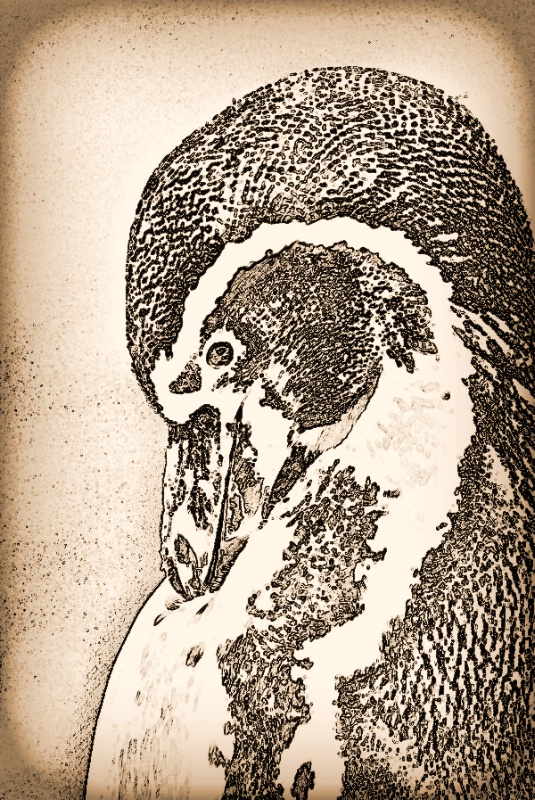 Humboldt Penguin:  Sketch