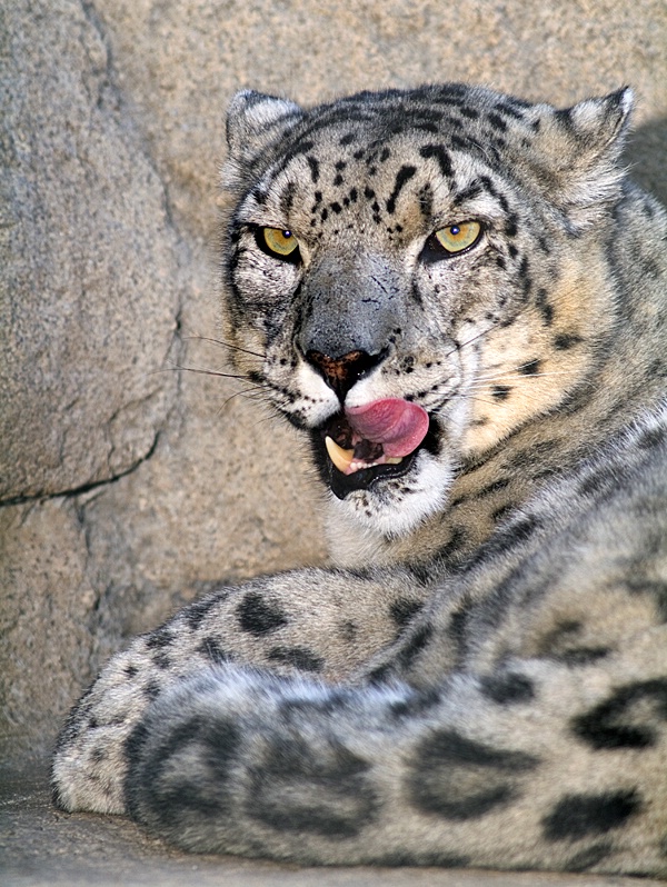Snow Leopard Snarl