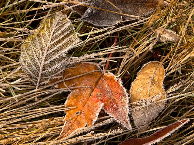 Crystalized Leaves