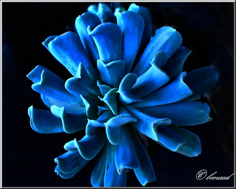 Blue Succulent