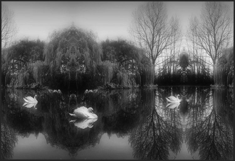 Willow Pond with Swans B&W