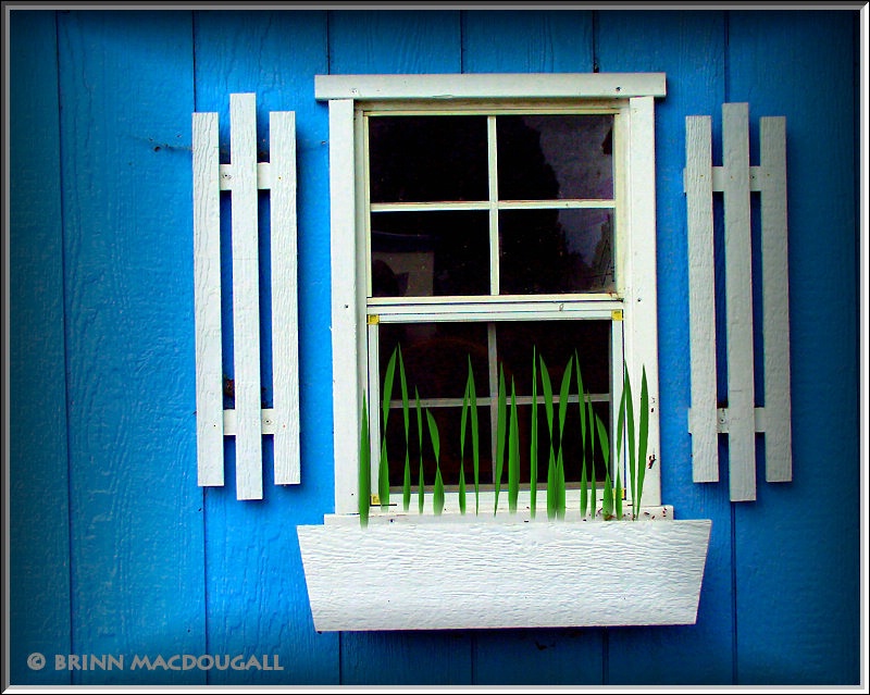 Blue Shed Window