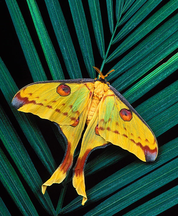 Madagascar Comet Moth