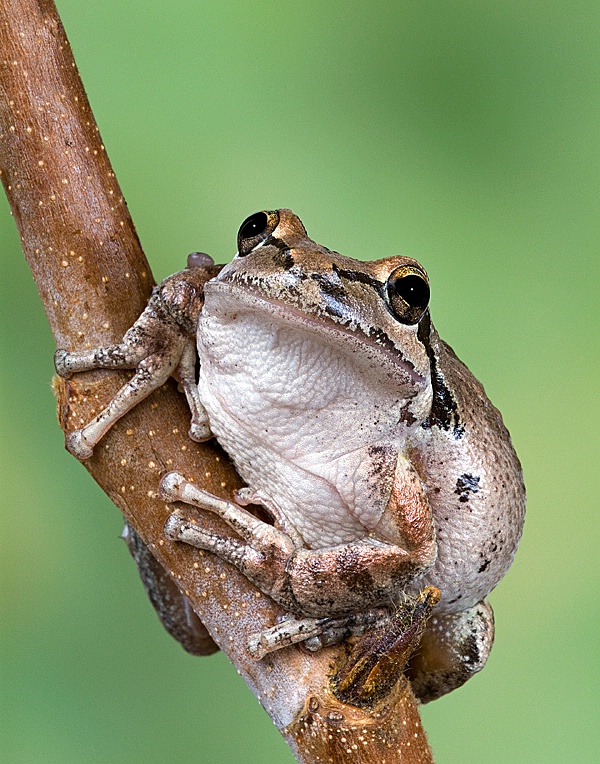 California Tree Frog