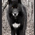 2Black Wolf 2 - ID: 7657208 © William Greenan
