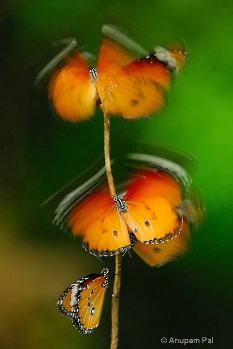 Butterfly buzz