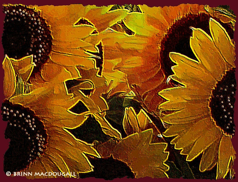 Sunflowers