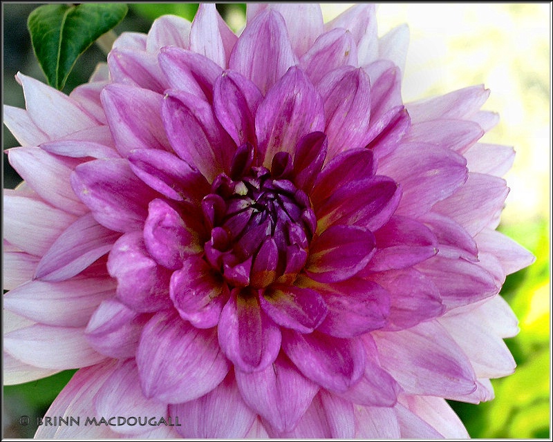 Soft Dahlia