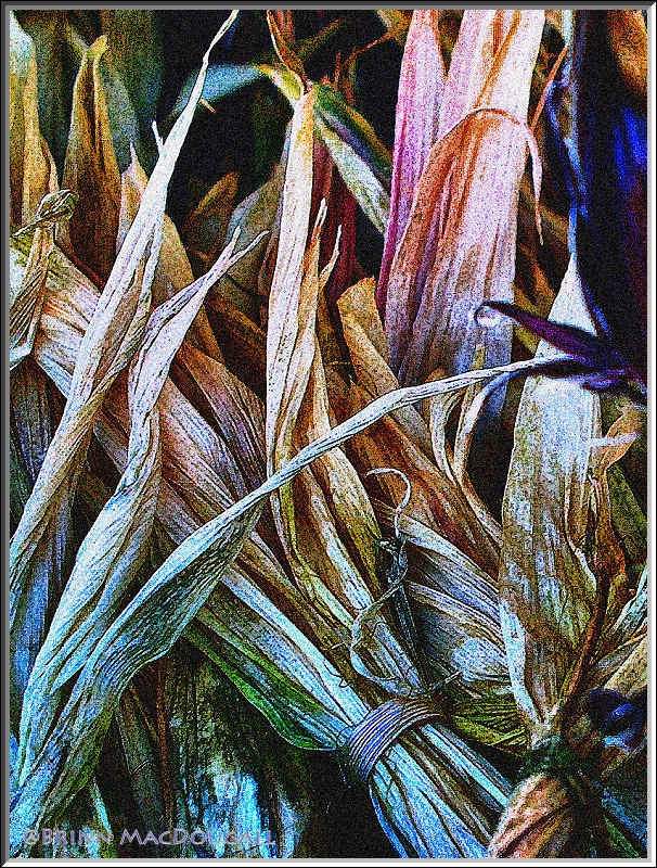 Corn Husks