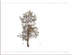 little pine
